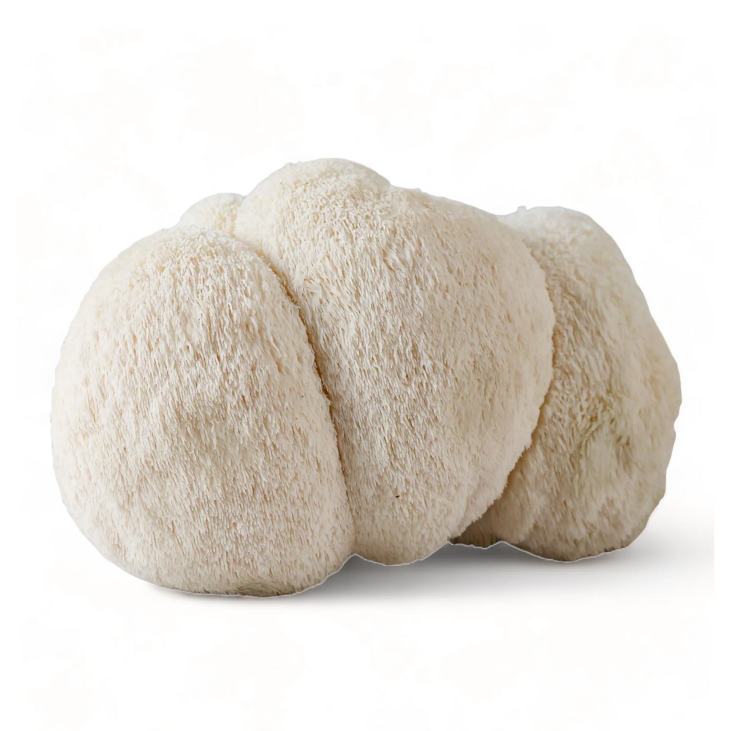 Mushroom Tincture: Focus (Lion's Mane)