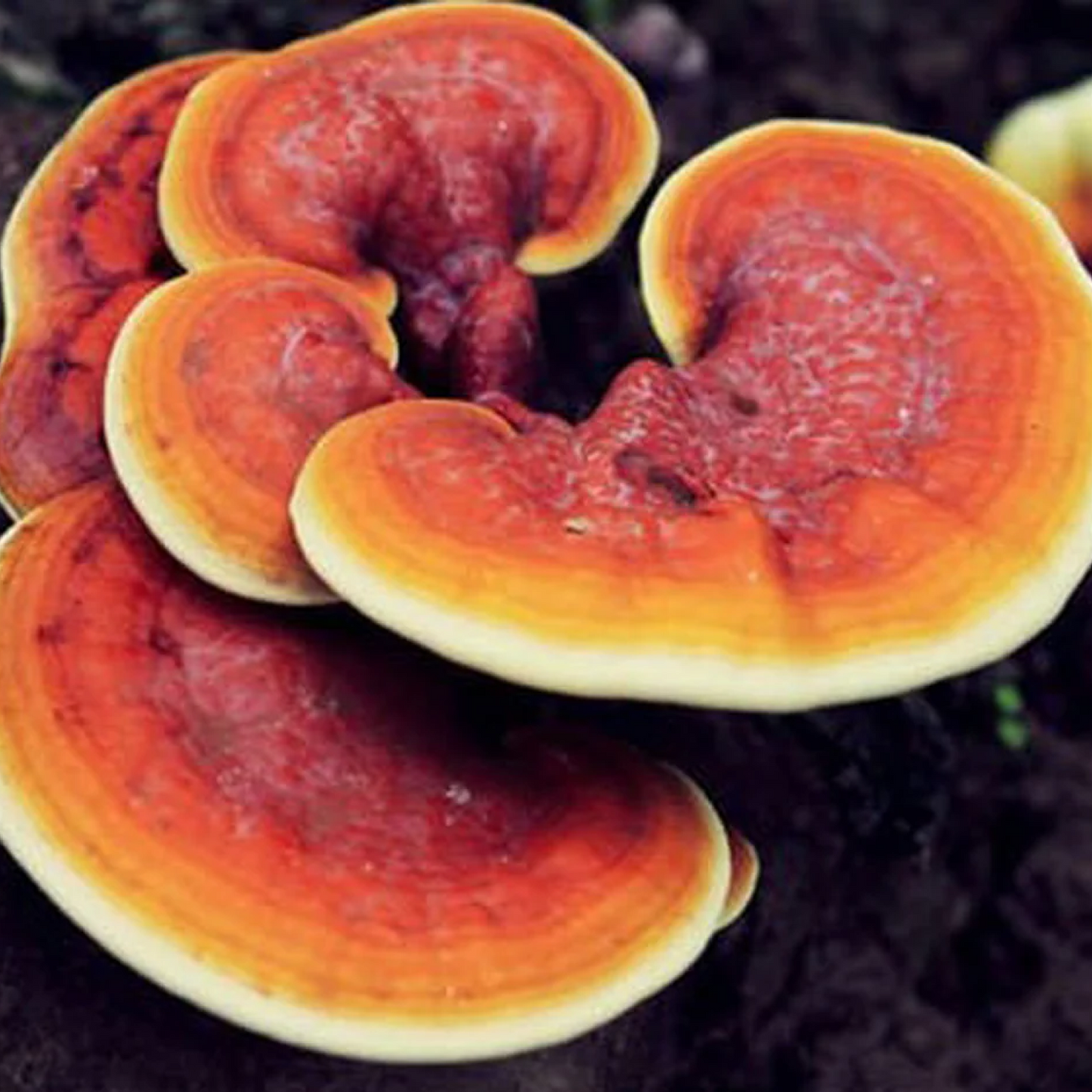 Mushroom Tincture: Unwind (Reishi)